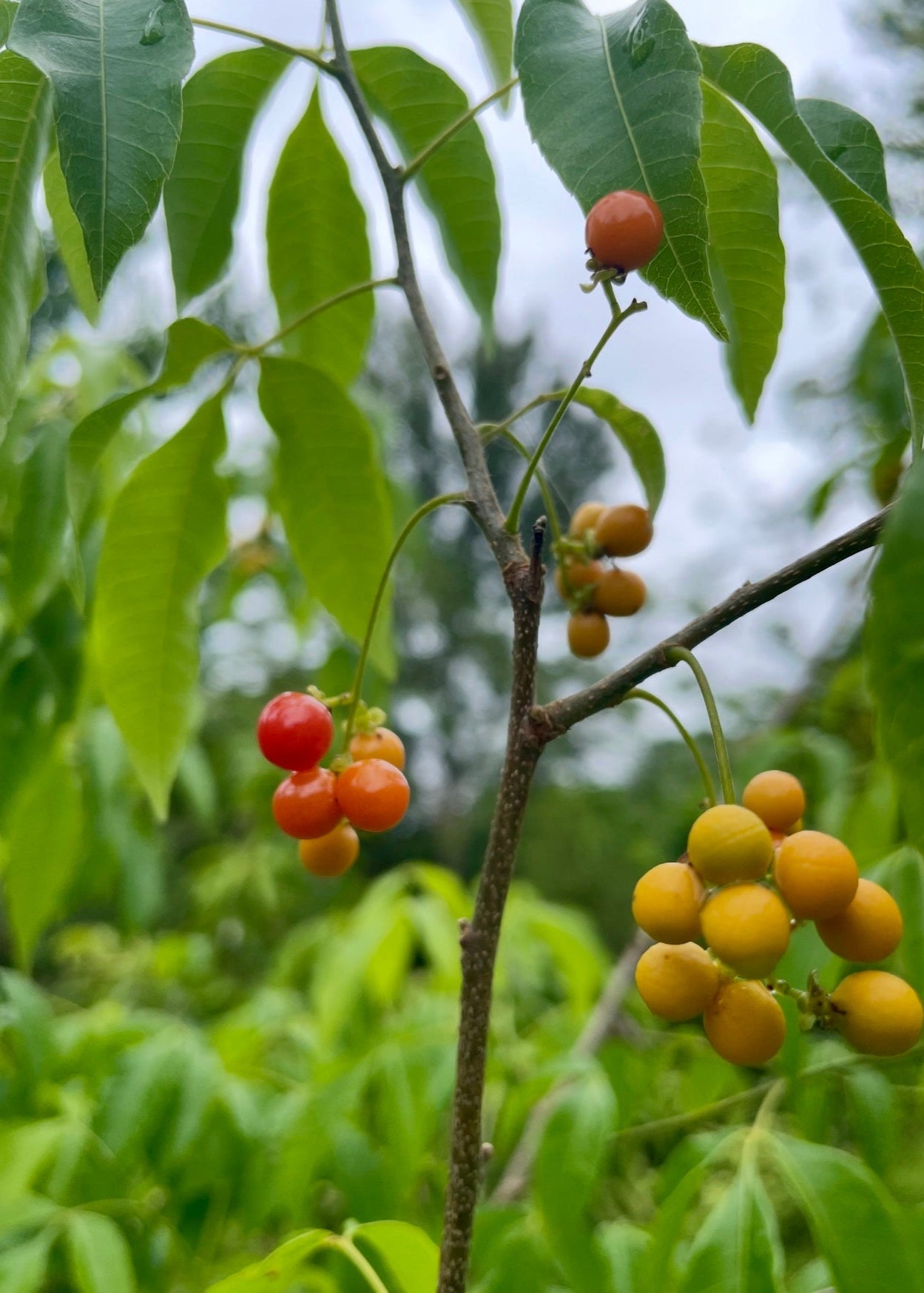 Tropical Chal Chal (Allophylus edulis) fruit tree by Sow Exotic, showing lush green foliage and young branches.