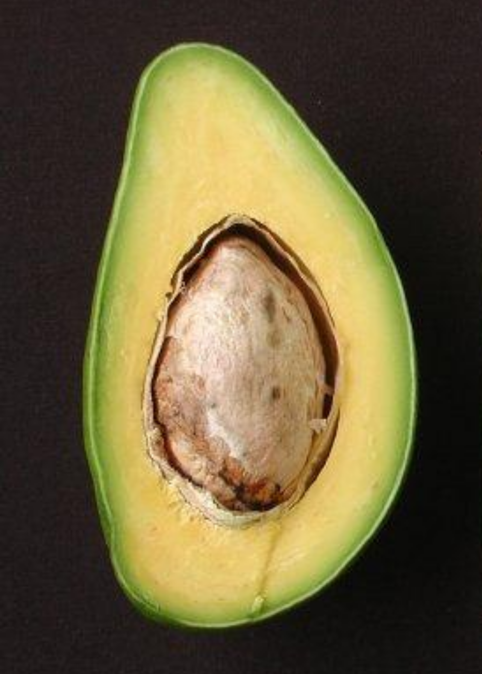 Large avocado Catalina tree in coconut coir pot, tropical fruit tree by Sow Exotic, Persia americana variety with lush green foliage.