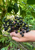 Large Bandicoot Berry (Leea indica) tropical fruit tree in coconut coir pot, showcasing lush green foliage and healthy branches.