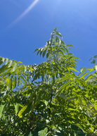 Tropical Bandicoot Berry (Leea indica) tree in a coconut coir pot by Sow Exotic, showcasing lush green foliage and compact size.