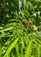 Large Bandicoot Berry (Leea indica) tropical fruit tree in coconut coir pot, grown by Sow Exotic, with lush green foliage.