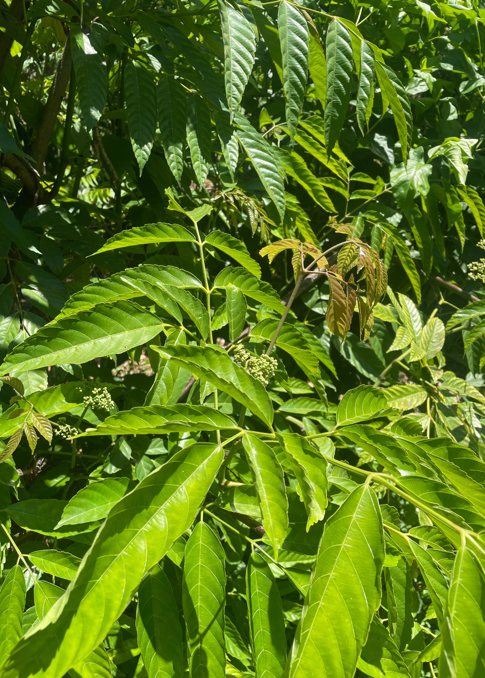 Large Bandicoot Berry (Leea indica) tropical fruit tree in coconut coir pot, grown by Sow Exotic, with lush green foliage.