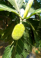 Large Sow Exotic Breadnut tropical fruit tree in coconut coir pot, showcasing lush green foliage and healthy growth.