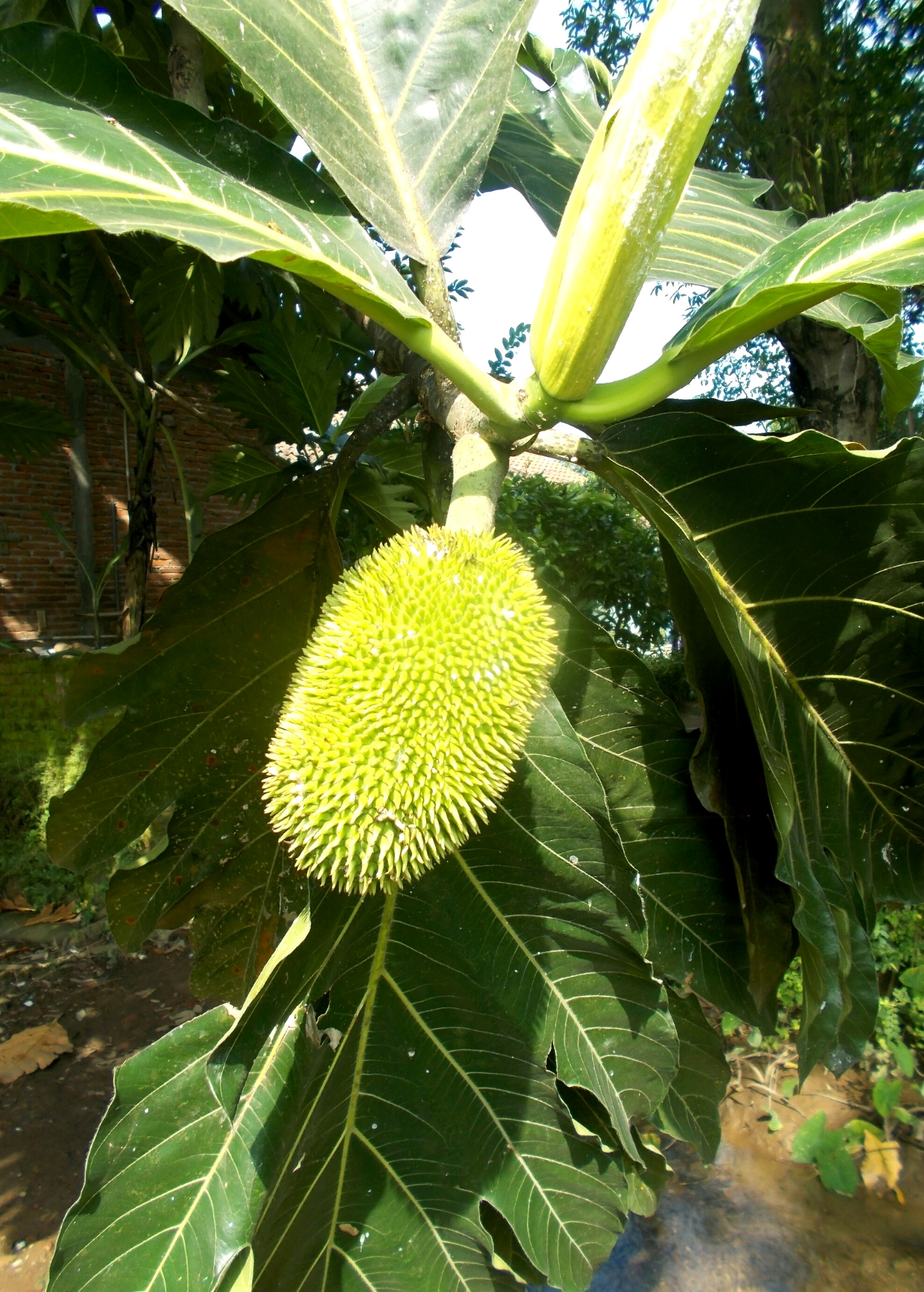 Large Sow Exotic Breadnut tropical fruit tree in coconut coir pot, showcasing lush green foliage and healthy growth.