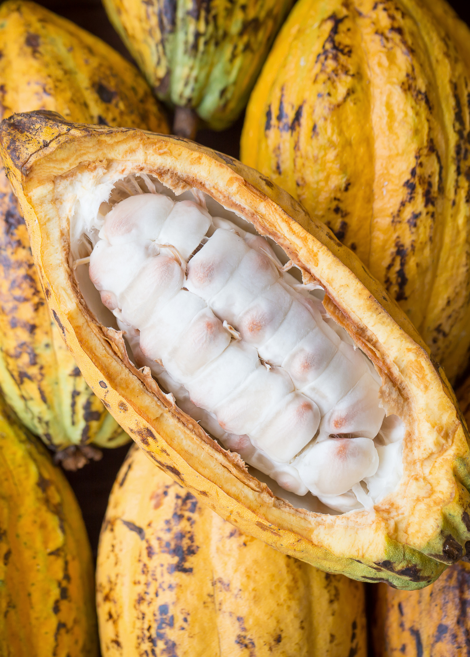 Yellow cacao (Theobroma cacao) tropical fruit tree in a large coconut coir pot, showcasing lush green leaves and vibrant yellow fruit.