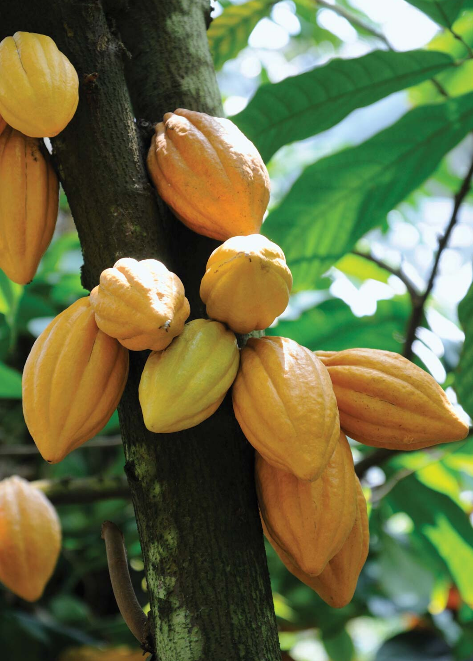 Yellow cacao (Theobroma cacao) tropical fruit tree in a large coconut coir pot, grown by Sow Exotic, with lush green leaves.