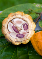 Large yellow cacao Theobroma cacao tropical fruit tree in coconut coir pot, grown by Sow Exotic.
