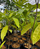 Canistel seedling in coconut coir pot, tropical fruit tree from Sow Exotic, young Pouteria campechiana plant ready for planting