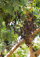 Large Carob tree in coconut coir pot, tropical fruit tree by Sow Exotic with lush green foliage and sturdy trunk.