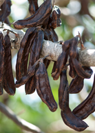 Large Carob (Ceratonia siliqua) tropical fruit tree in coconut coir pot, grown by Sow Exotic.