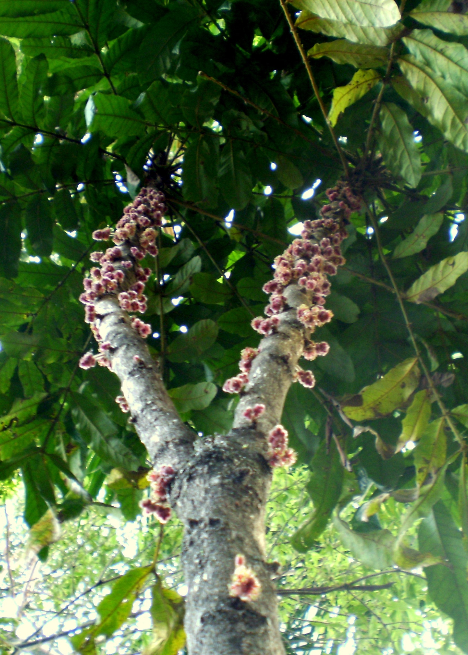 Large Davidson's Plum tropical fruit tree in coconut coir pot by Sow Exotic, showcasing lush green foliage and healthy growth.