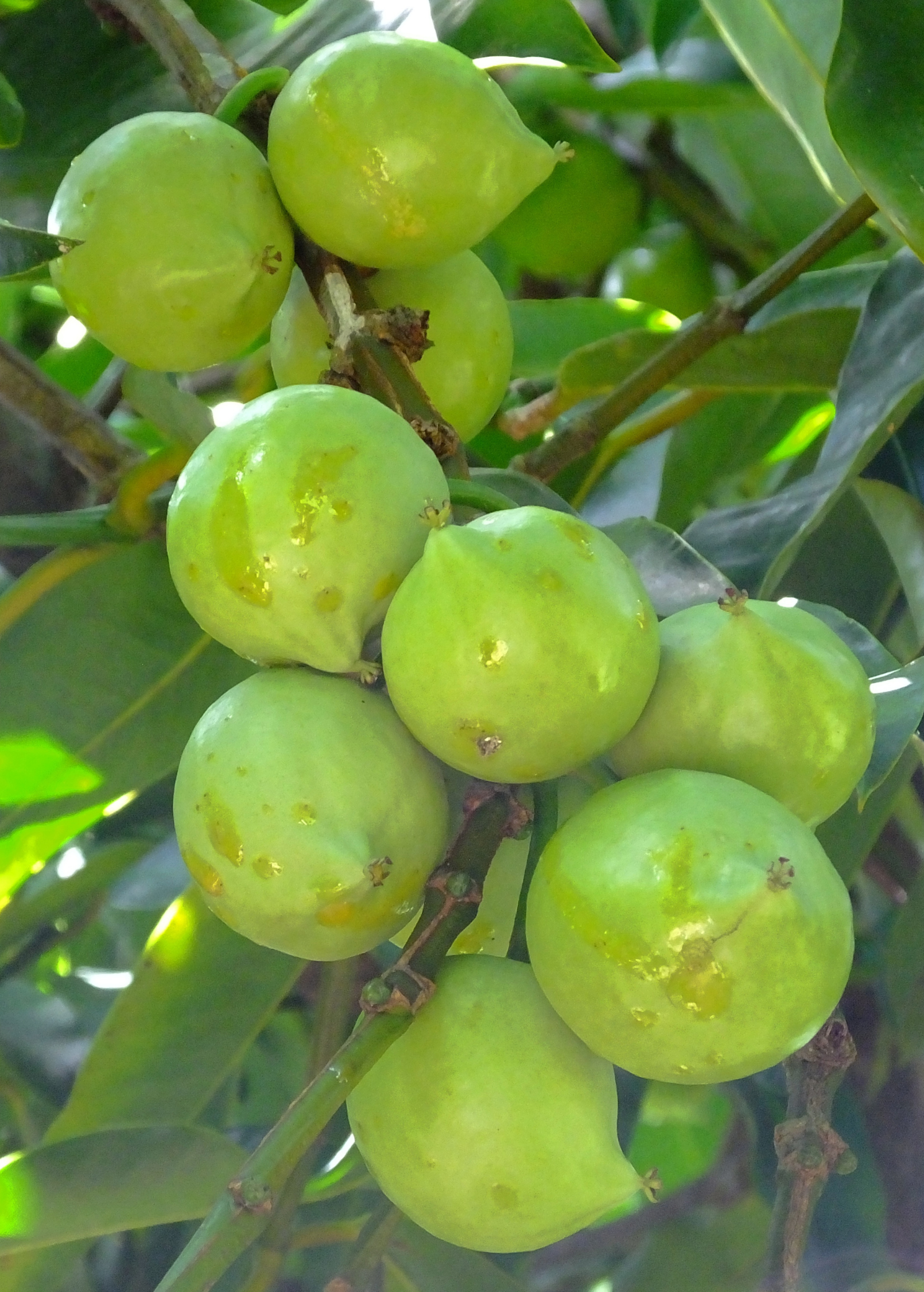 Large Gamboge tropical fruit tree in a coconut coir pot by Sow Exotic, showcasing lush green foliage and healthy growth.