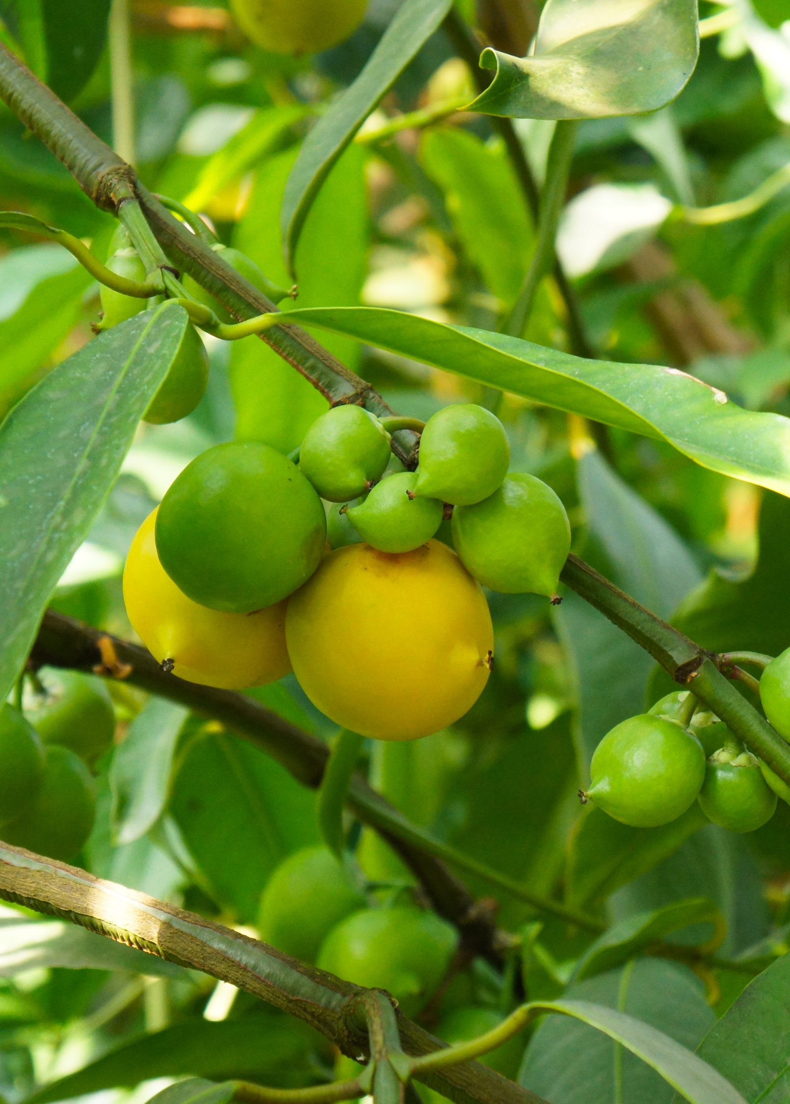 Large tropical Gamboge (Garcinia xanthochymus) fruit tree in a coconut coir pot, from Sow Exotic.