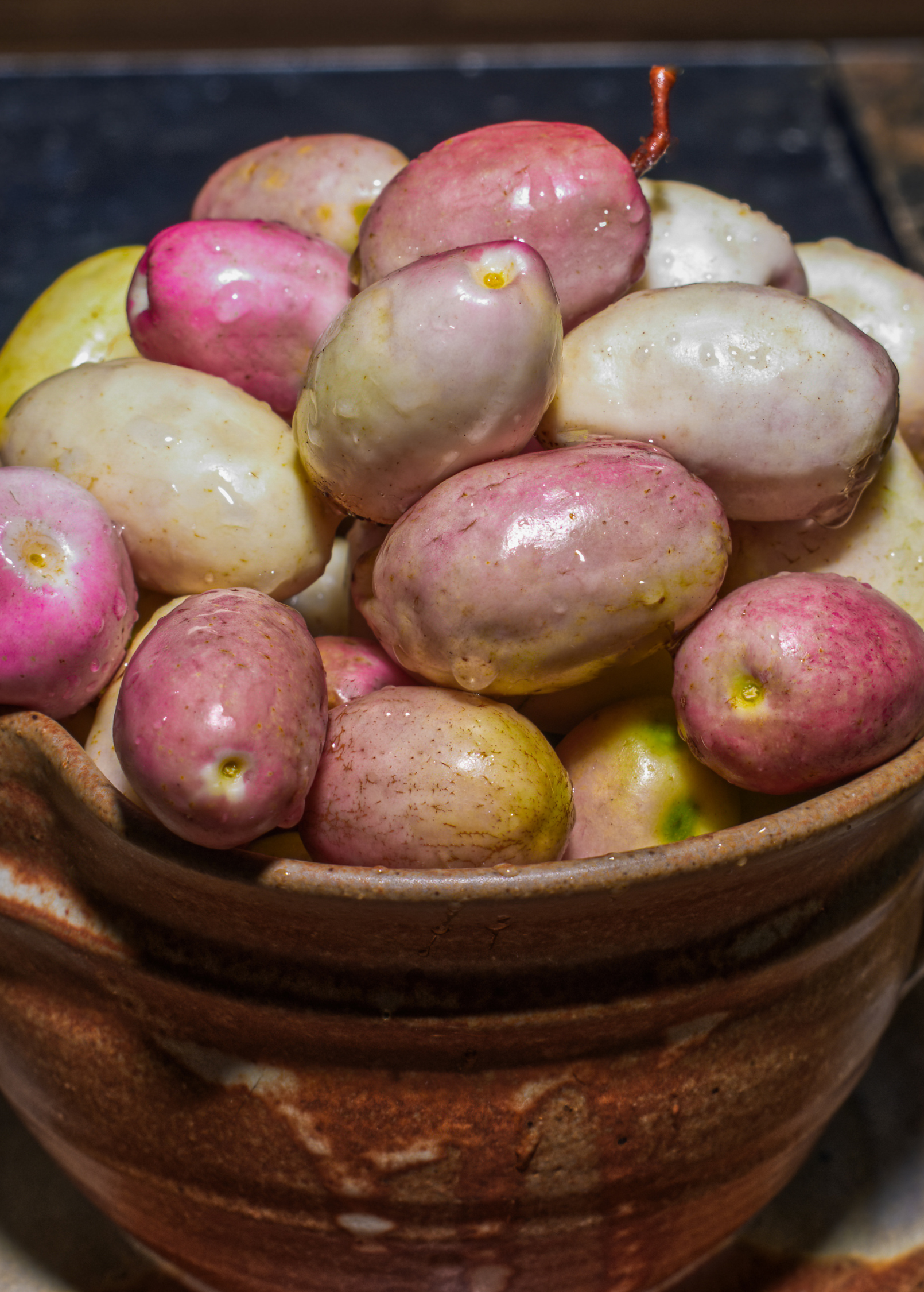 Large Gopher Apple tropical fruit tree in coconut coir pot, showcasing lush green foliage and healthy growth.