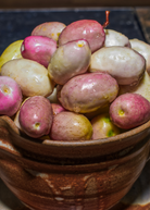Large Gopher Apple tropical fruit tree in coconut coir pot, showcasing lush green foliage and healthy growth.