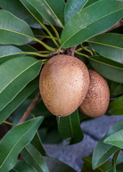 Large grafted Sapodilla 'Silas Wood' tropical fruit tree in coconut coir pot, grown by Sow Exotic, with lush green foliage.