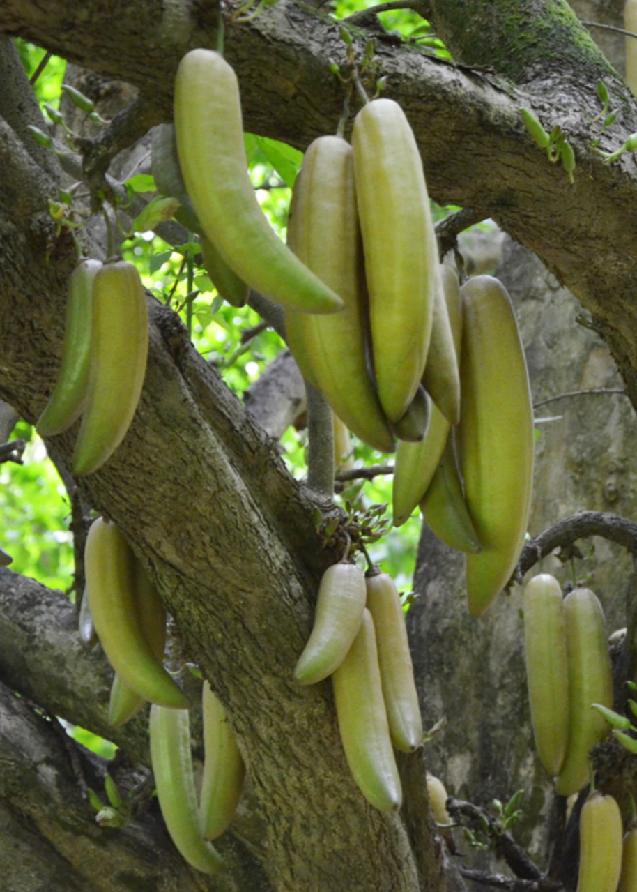 Large Guajilote tropical fruit tree in a coconut coir pot by Sow Exotic, showcasing lush green foliage and young growth.