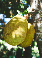 Large Jackfruit 'Golden Nugget' tropical fruit tree in a coconut coir pot, grown by Sow Exotic, with lush green foliage.