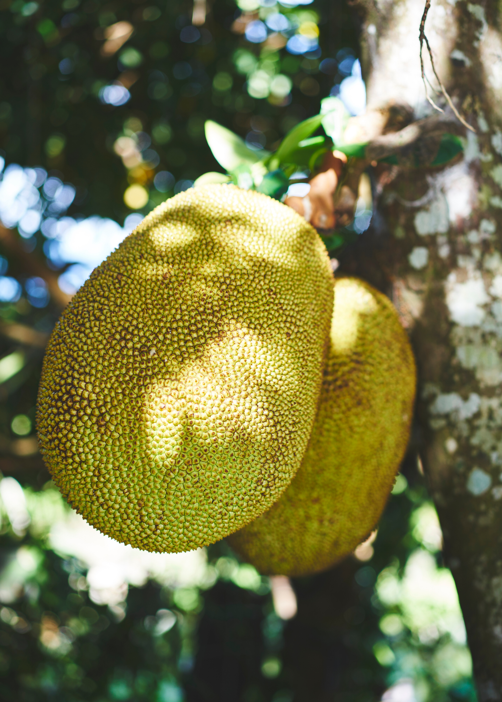 Large Jackfruit 'Golden Nugget' tropical fruit tree in a coconut coir pot, grown by Sow Exotic, with lush green foliage.