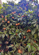 Large potted Mamey Sapote 'Key West' tropical fruit tree by Sow Exotic in coconut coir pot, showing lush green foliage.