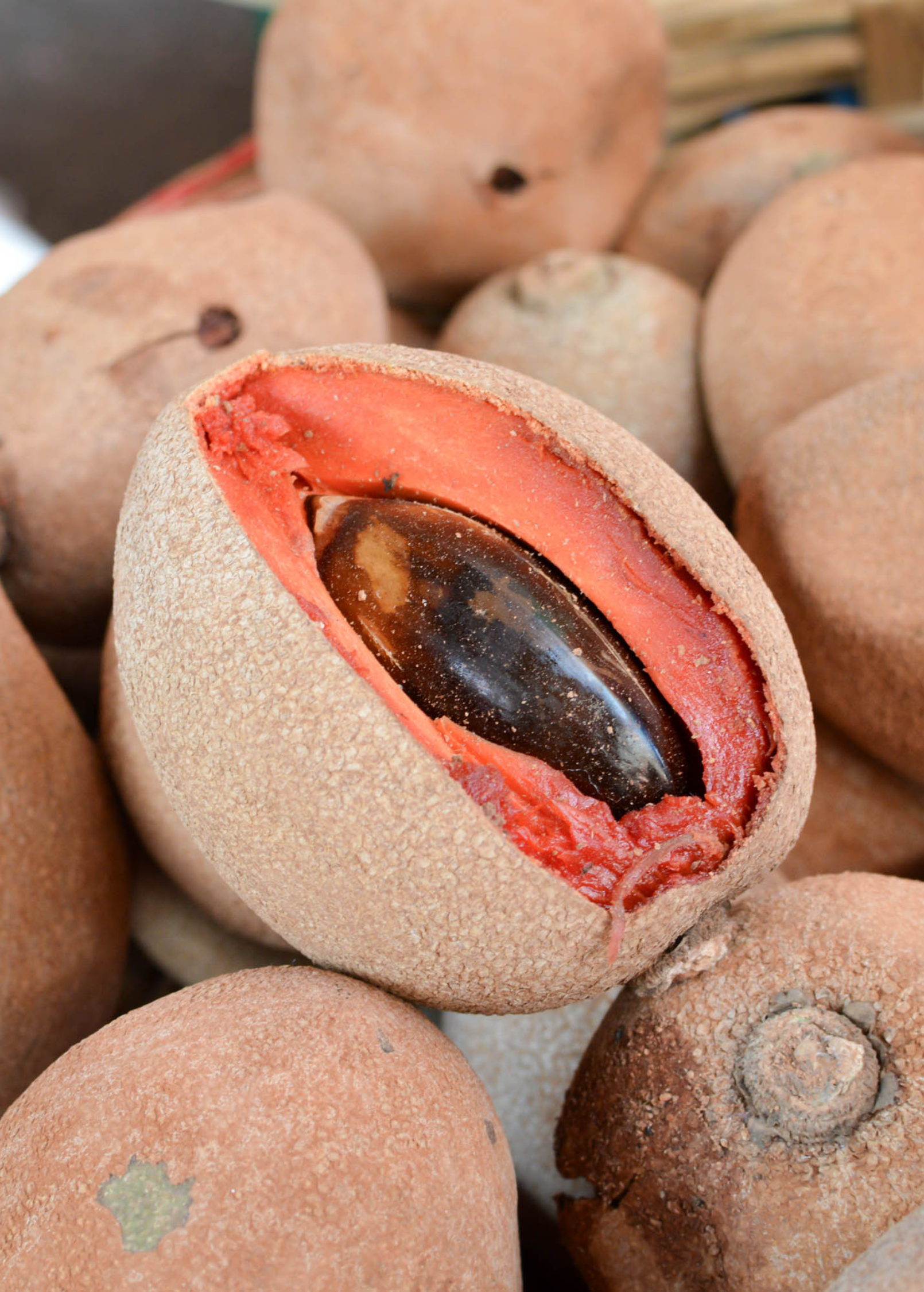 Large potted Mamey Sapote 'Tazumal' tropical fruit tree by Sow Exotic in coconut coir pot, showcasing lush green foliage.