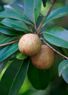 Large potted Mamey Sapote 'Tazumal' tropical fruit tree by Sow Exotic in coconut coir pot, lush green foliage.