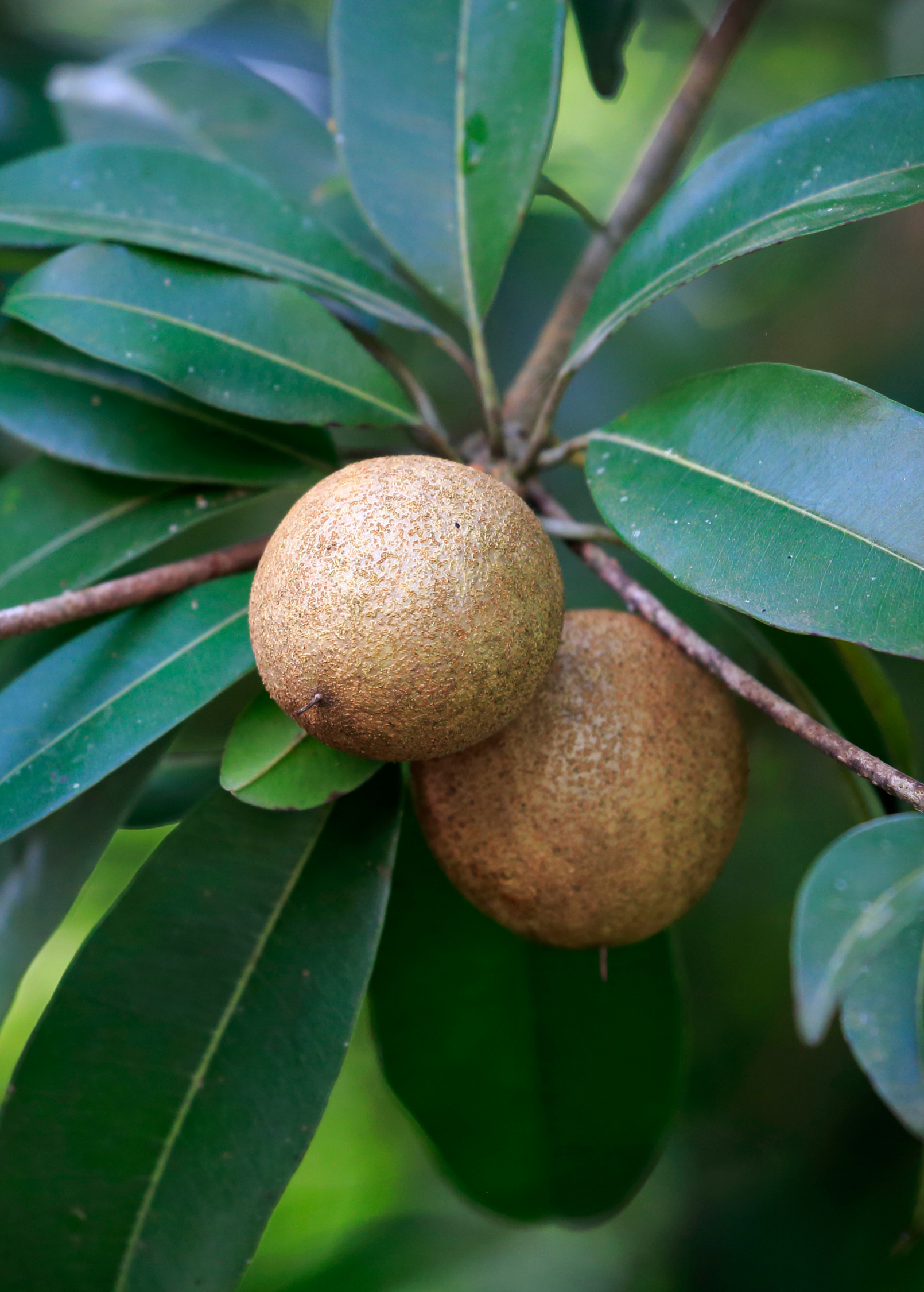 Large potted Mamey Sapote 'Tazumal' tropical fruit tree by Sow Exotic in coconut coir pot, lush green foliage.