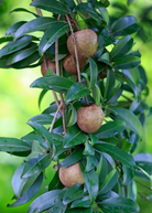 Large potted Mamey Sapote 'Tazumal' tropical fruit tree in coconut coir pot by Sow Exotic, showcasing lush foliage and healthy growth.