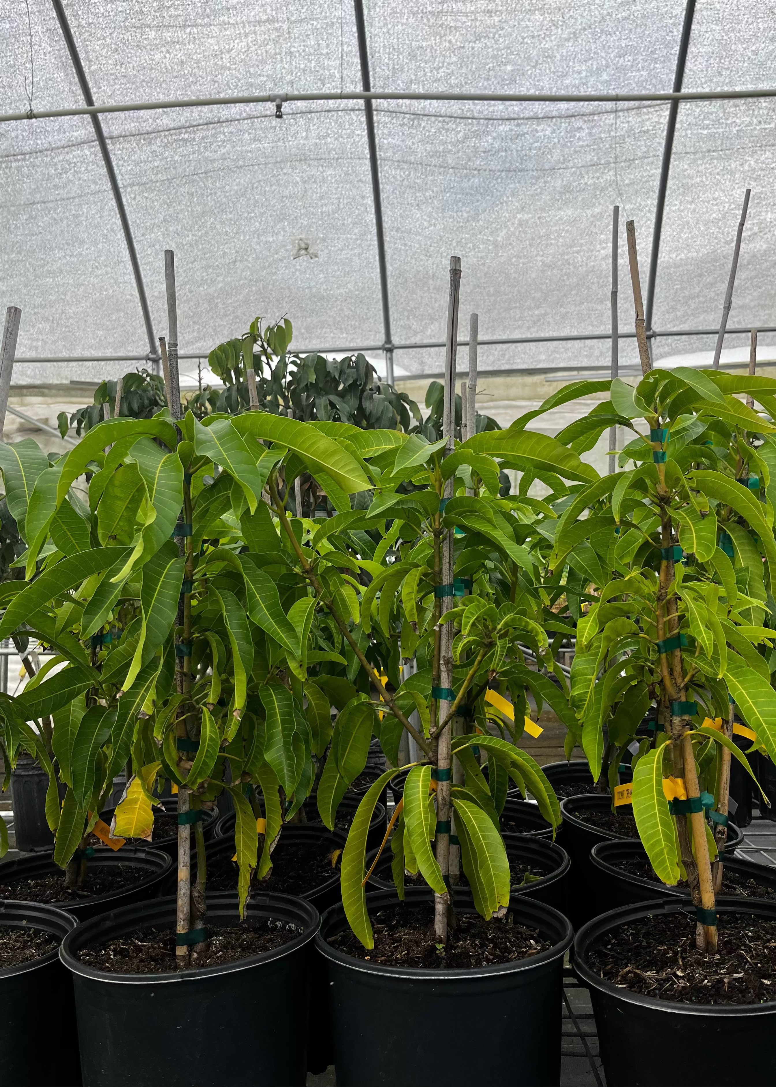 Large mango 'Coconut Cream' tropical fruit tree in a coconut coir pot by Sow Exotic, showcasing lush green foliage and healthy growth.