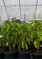 Large mango 'Coconut Cream' tropical fruit tree in a coconut coir pot by Sow Exotic, showcasing lush green foliage and healthy growth.