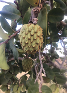 Large Sow Exotic Mountain Soursop (Annona Montana) tropical fruit tree in coconut coir pot, showcasing lush green foliage.