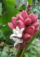 Large pink banana (Musa vulpina) tropical fruit tree in coconut coir pot by Sow Exotic, showcasing lush pink banana foliage.