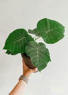Large tropical fruit tree in coconut coir pot, Sow Exotic Rock Fig (Ficus petiolaris) with lush green foliage.