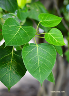 Large tropical fruit tree in coconut coir pot, Sow Exotic Rock Fig (Ficus petiolaris), with lush green foliage.
