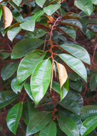 Purple Caimito tropical fruit tree seedling in coconut coir pot by Sow Exotic, showcasing lush purple leaves and healthy growth.