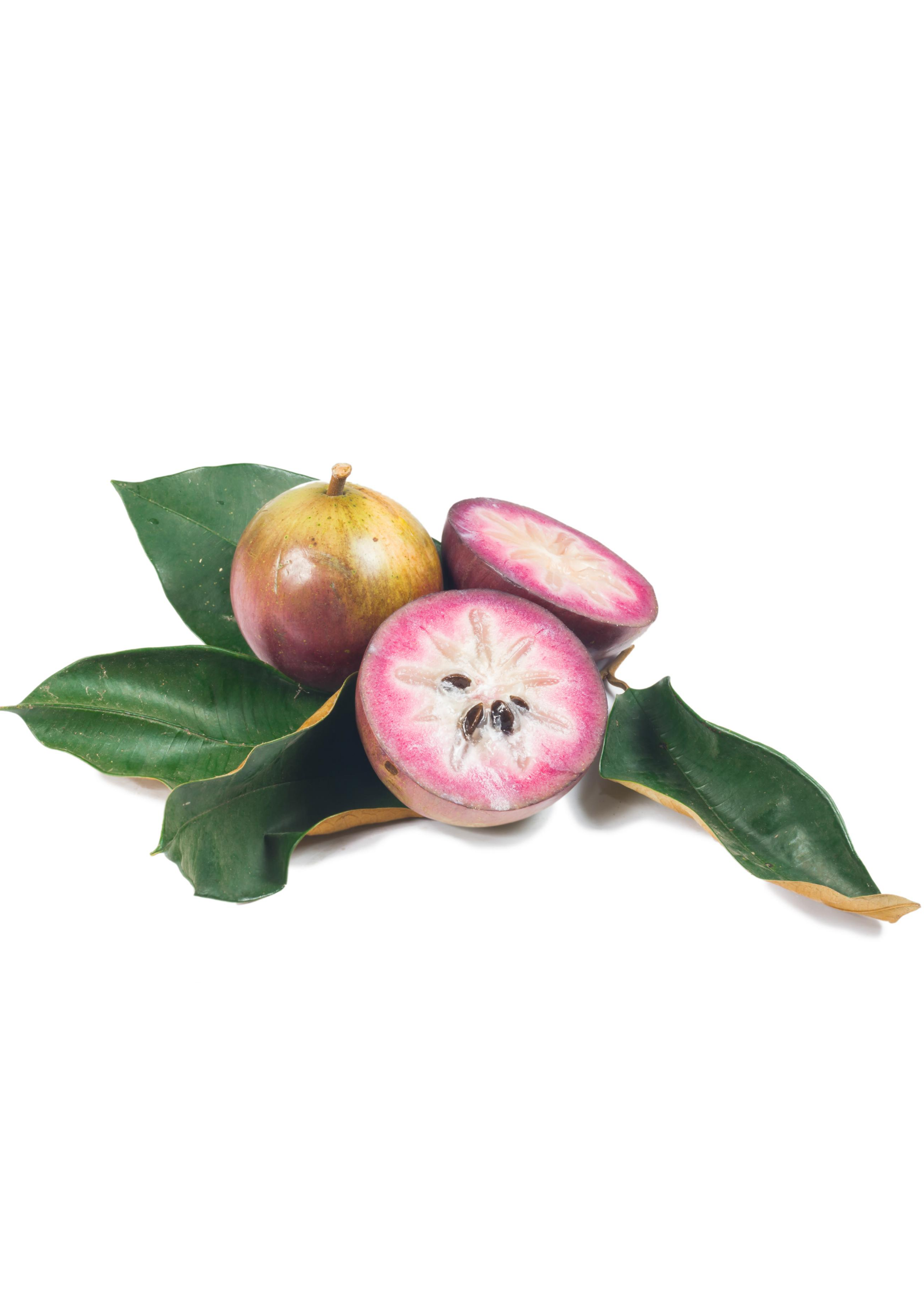 Purple Caimito star apple tropical fruit tree in a large coconut coir pot, healthy seedling from Sow Exotic.