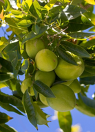 White Sapote seedling from Sow Exotic, a tropical fruit tree in a large coconut coir pot with lush green foliage.