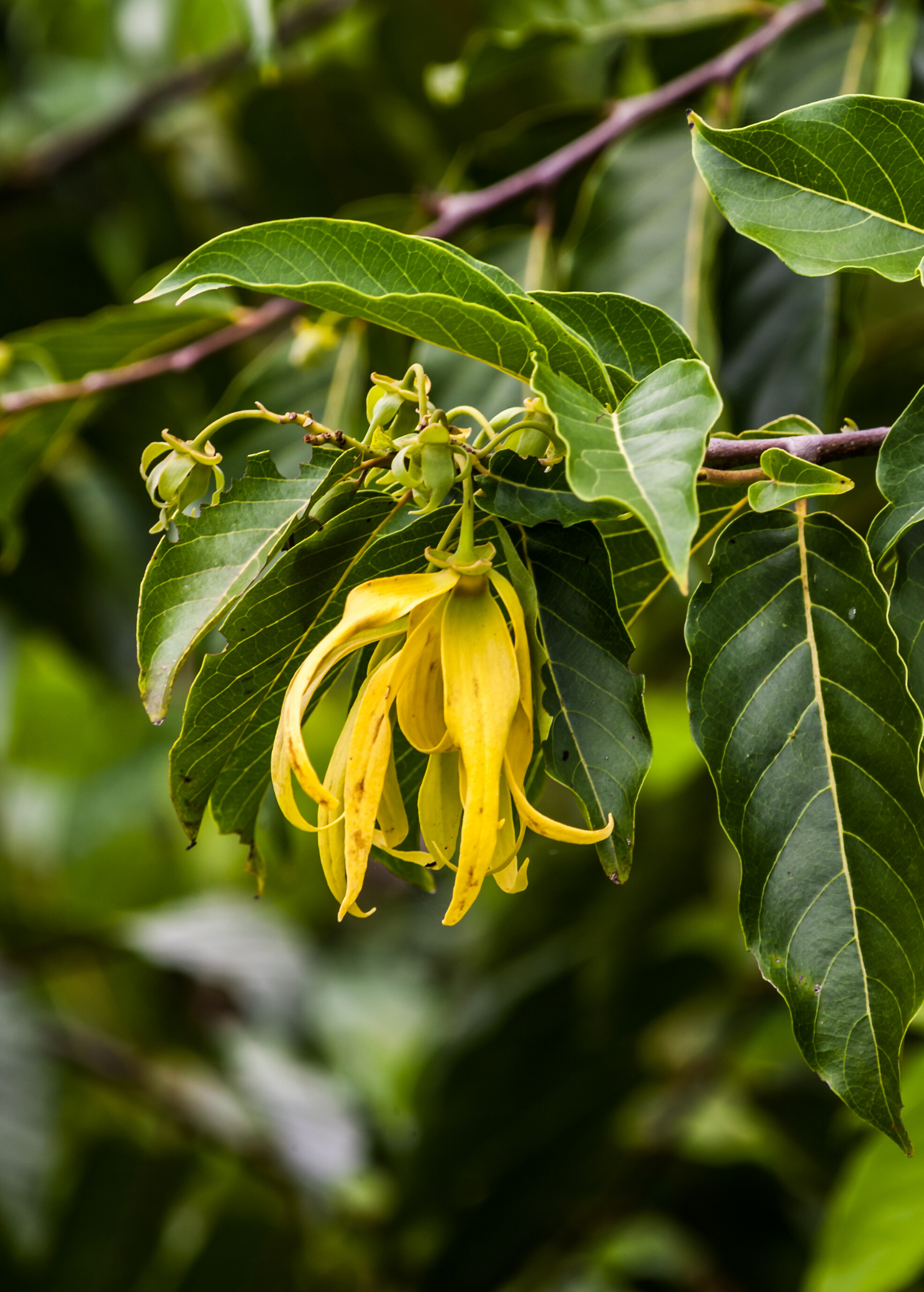 Large Ylang Ylang tropical fruit tree by Sow Exotic in coconut coir pot, showcasing lush green foliage and flowering branches.