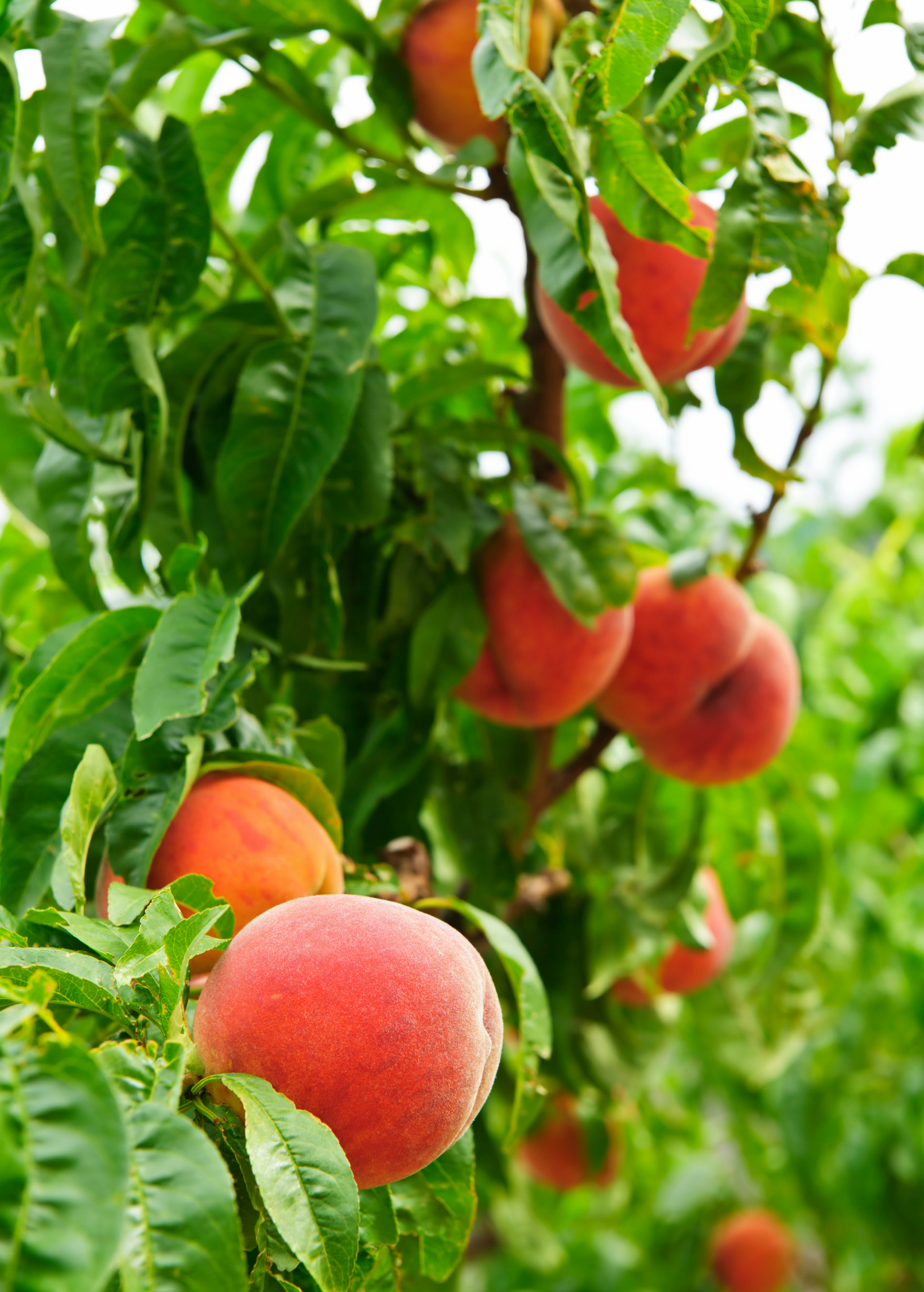 Large nursery pot with a 2-4 ft Peach 'UF Best' tropical fruit tree by Sow Exotic, showcasing healthy foliage and new growth.