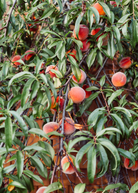 Large nursery pot with a 2-4 ft Peach 'UF Sun' tropical fruit tree by Sow Exotic, ready for planting.