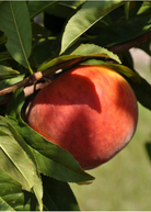 Large nursery pot with a 2-4 ft Peach 'UF Sun' tropical fruit tree from Sow Exotic, featuring lush green foliage.
