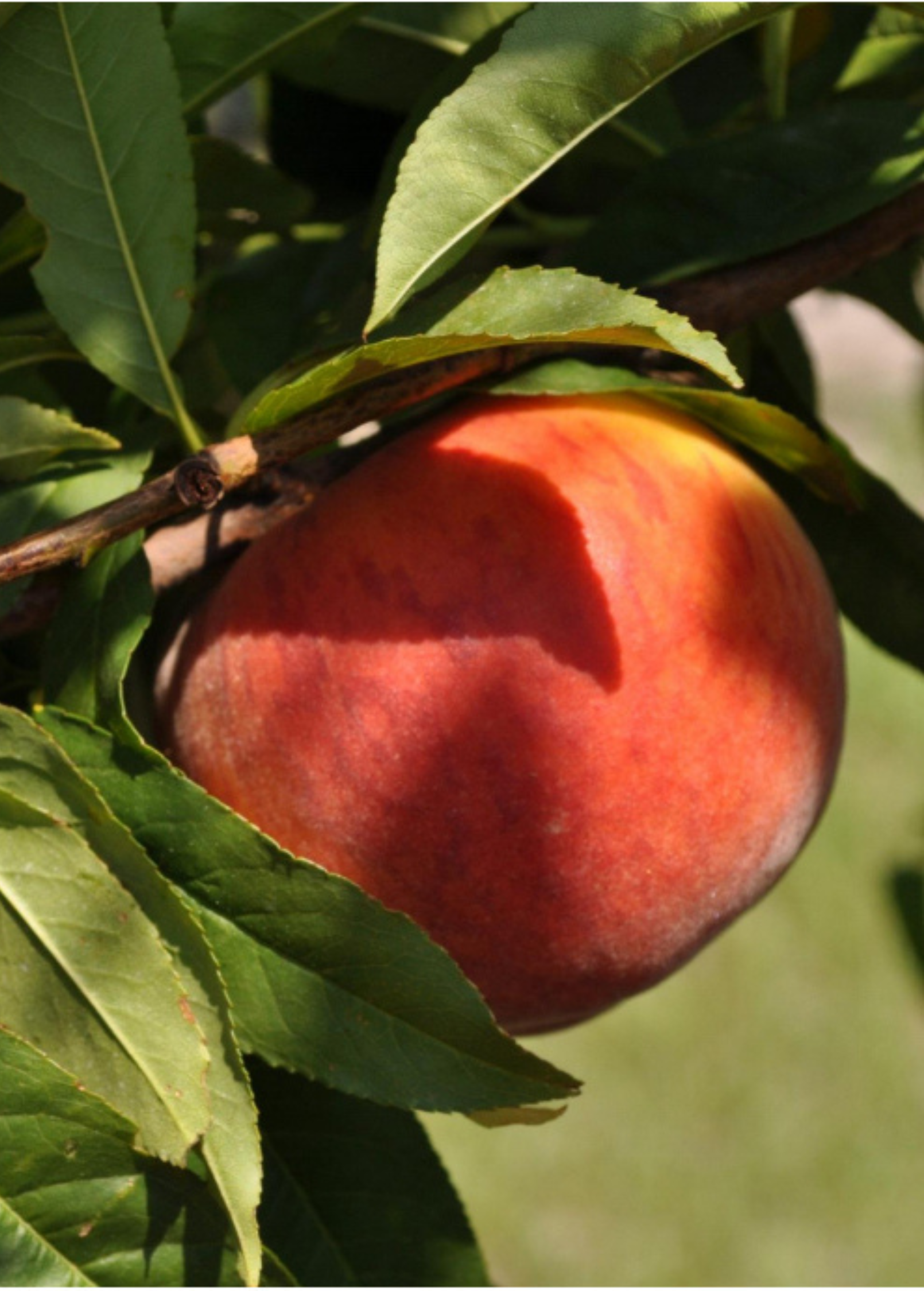 Large nursery pot with a 2-4 ft Peach 'UF Sun' tropical fruit tree from Sow Exotic, featuring lush green foliage.