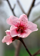 Large nursery pot with a 2-4 ft Peach 'UF Sun' tropical fruit tree by Sow Exotic, showcasing healthy peach tree foliage.