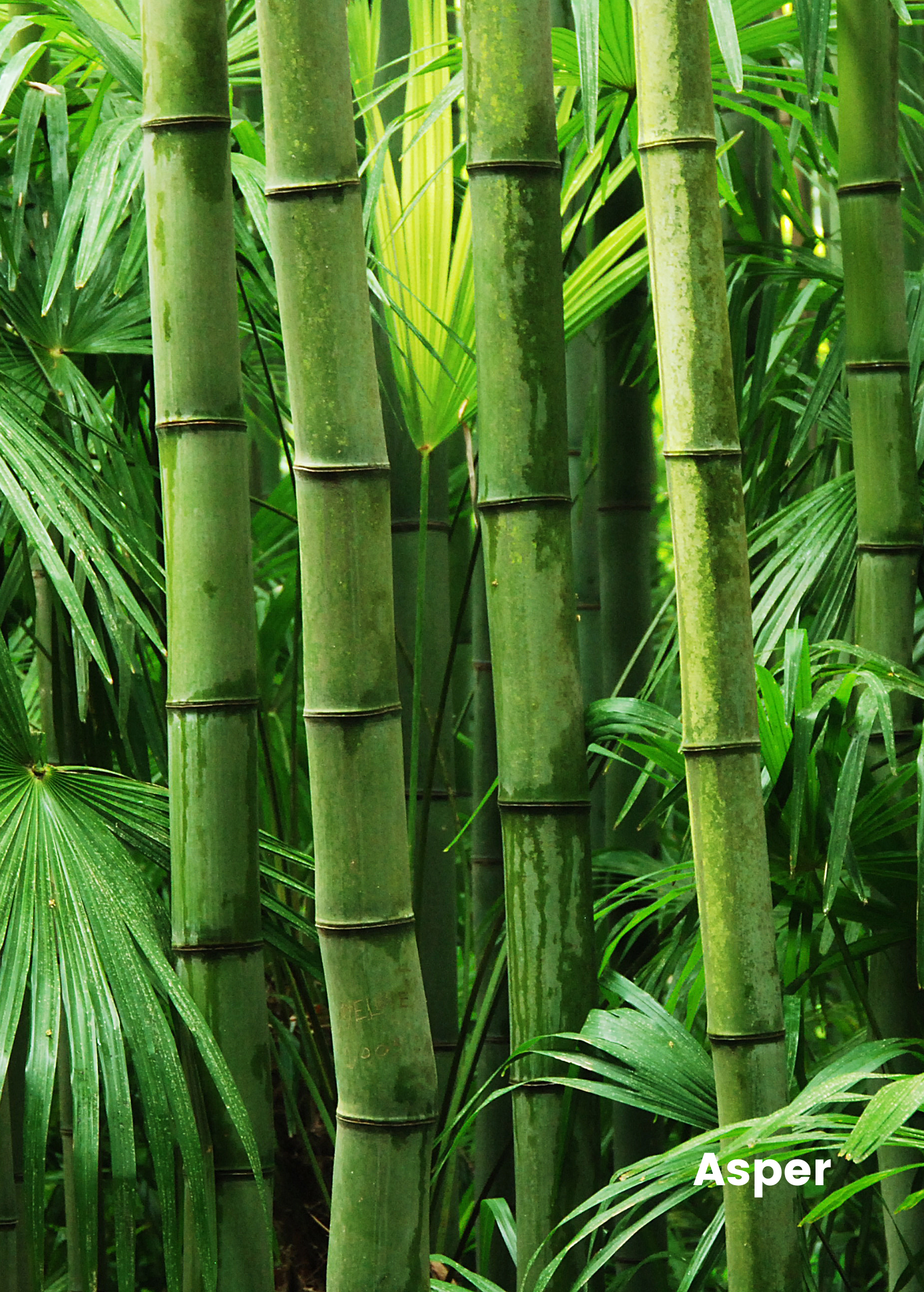 Large nursery pot with a 2-4 ft tall Sow Exotic Bambusa asper tropical fruit bamboo tree in a lush green nursery setting.