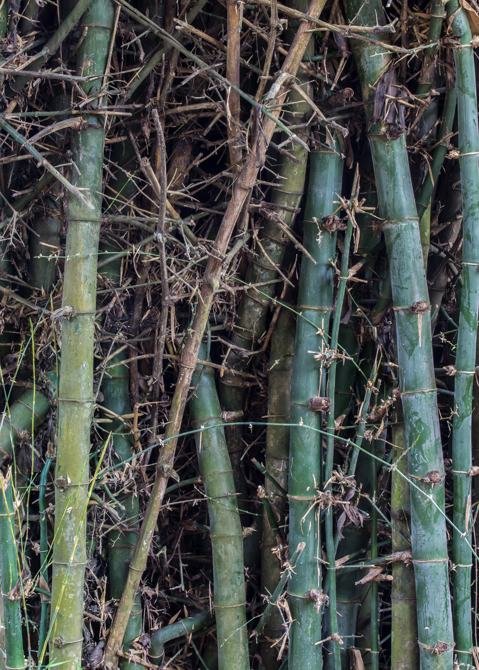 Large nursery pot with a 2-4 ft bamboo Oldhamii tropical fruit tree by Sow Exotic, showcasing lush green foliage and sturdy stalks.