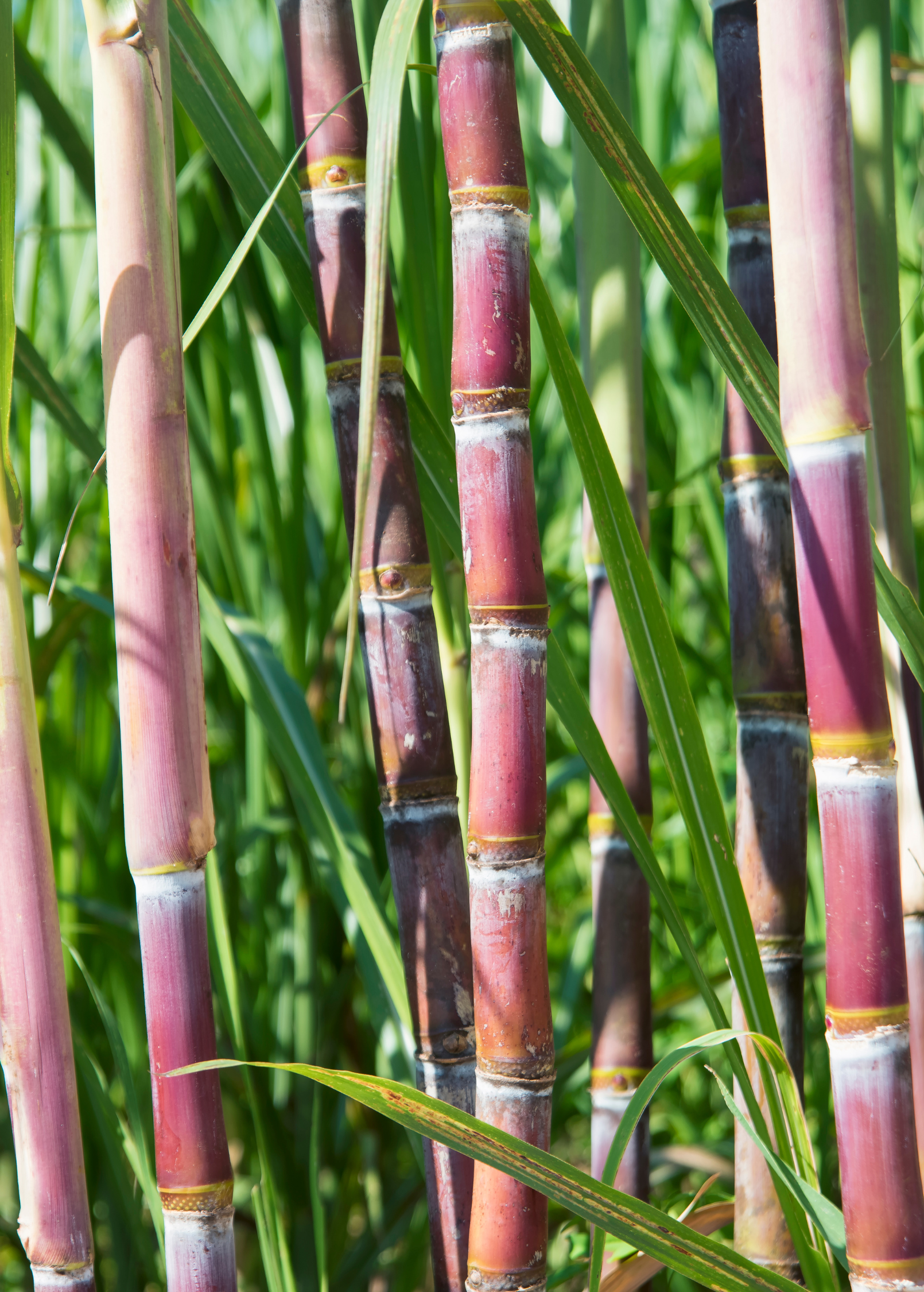 Large nursery pot of Sow Exotic Red Sugar Cane, a tropical fruit tree with vibrant red stalks and lush green leaves.