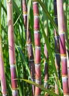 Large nursery pot of Sow Exotic Red Sugar Cane, a tropical fruit tree with vibrant red stalks and lush green leaves.