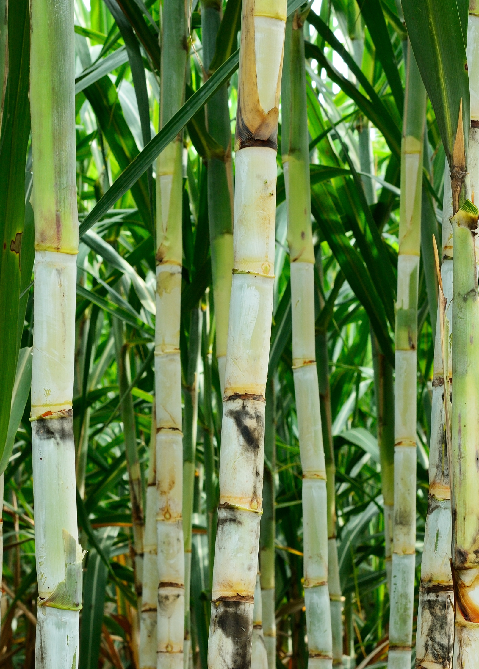 Large nursery pot of Sow Exotic Sugar Cane 'Don Cinco' tropical fruit tree with lush green stalks and vibrant foliage.