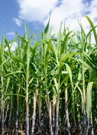 Large nursery pot of Sow Exotic Sugar Cane 'Don Cinco' tropical fruit tree with lush green canes and vibrant foliage.