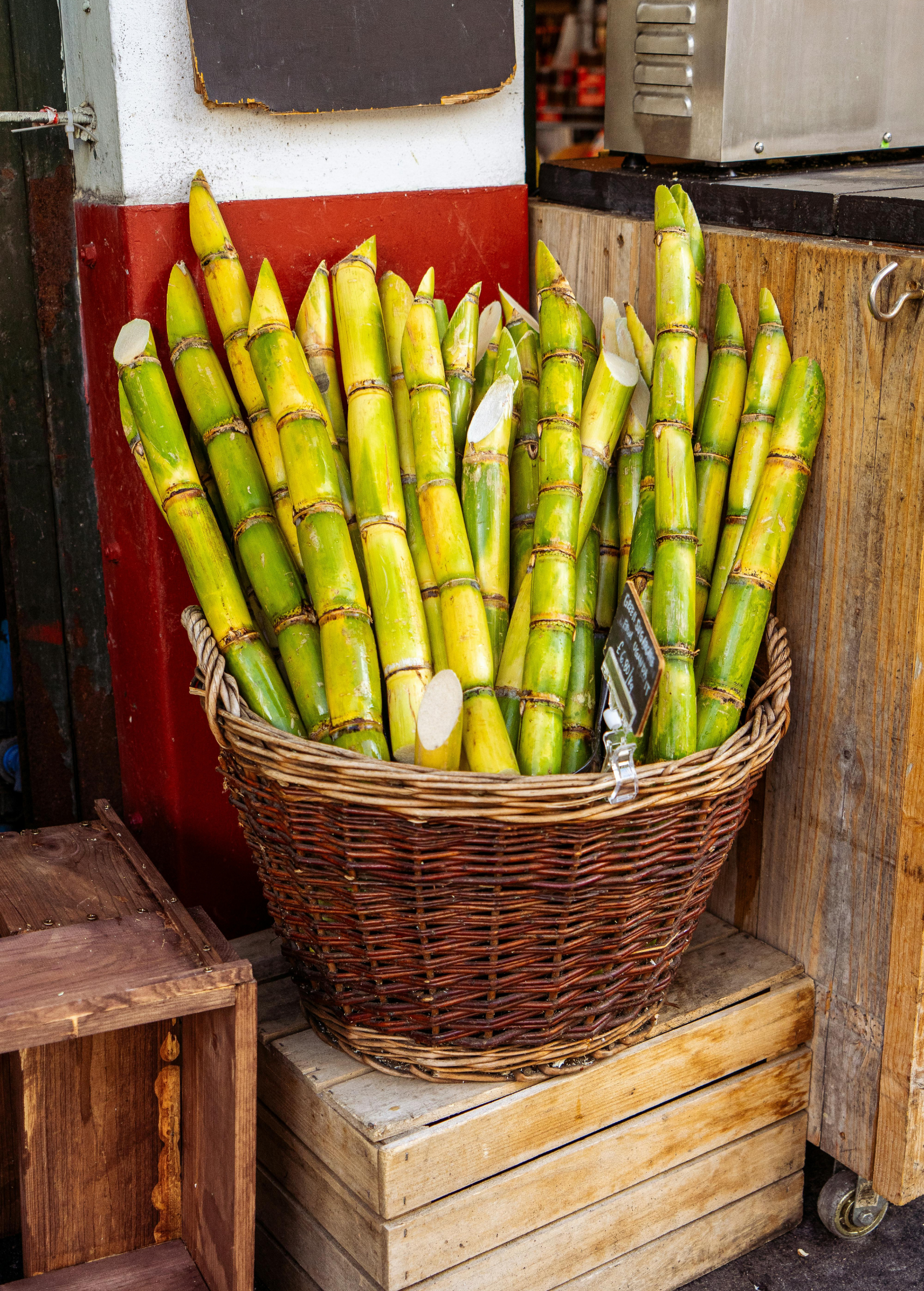 Green Sugar Cane tropical fruit tree in a large nursery pot by Sow Exotic, showcasing lush green stalks and leafy foliage.